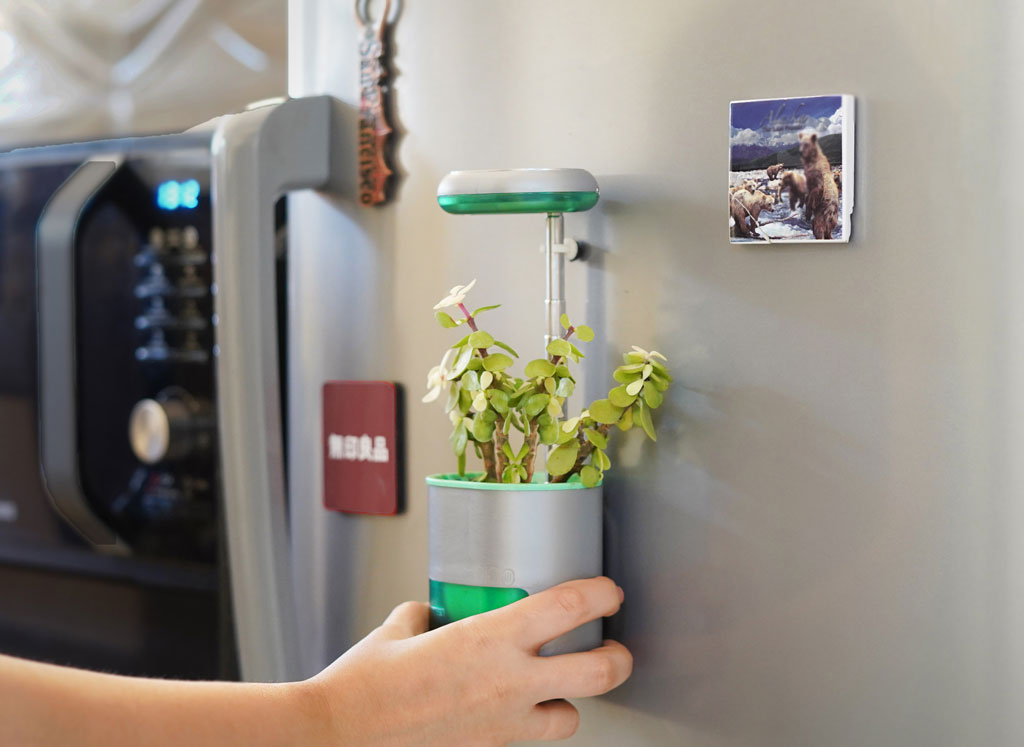 Pico tiny garden in your house