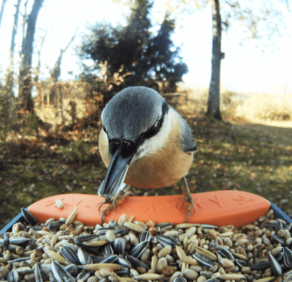bird buddy bird feeder camera